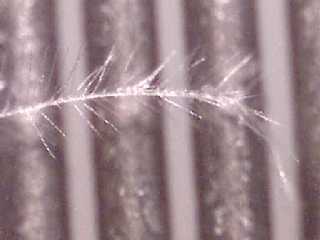 Fiber, federartig, vermutlich aus Chemtrails. Bildquelle: Rense